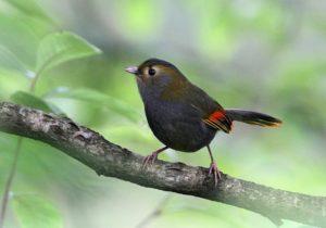 emei-shan-liocichla