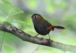 emei-shan-liocichla