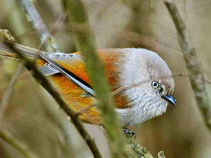 grey-hooded-fulvetta