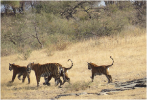 tiger-safari-and-ourexpectation