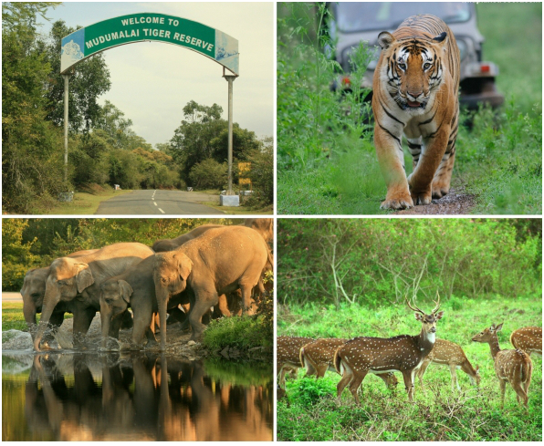 mudumalai-wildlife