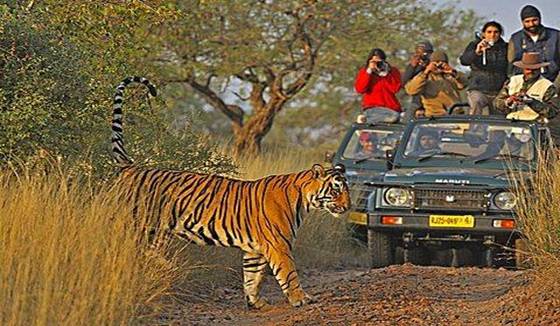 Tiger Safari in India